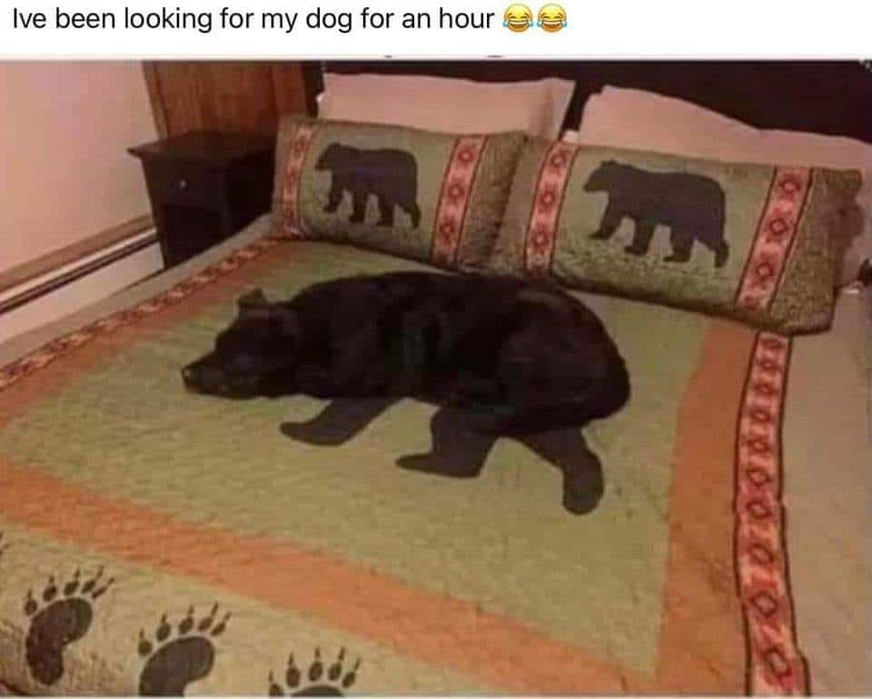 is it a bear or dog on quilt optical illusion funny